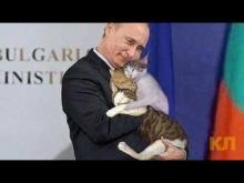 Vladimir Putin with cats