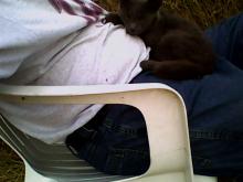 cat on lap