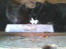 three cats eating
