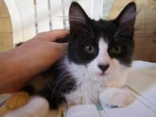 Schwarzie, a tuxedo cat with a black nose