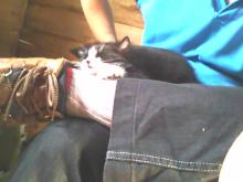 tuxedo kitten sleeping on a lap