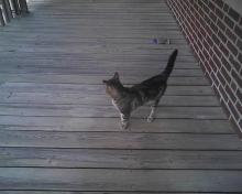 cat on balcony