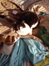 cat sitting on coat in sun