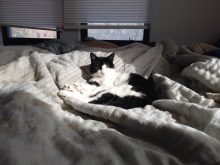 cat sitting on bed in sun