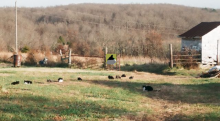 ten feral cats waiting for dinner