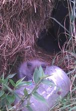 kittens in hay