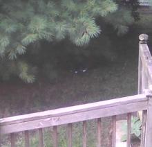 feral grey and white tuxedo cat under pine tree