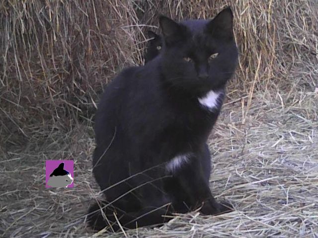 black cat with two white ruffles