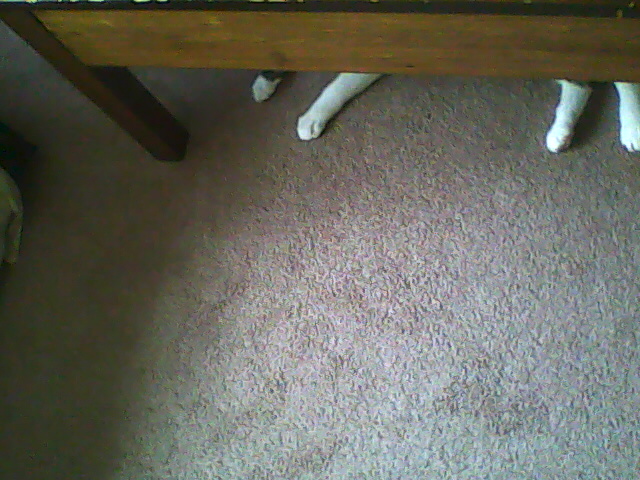 cat hiding under table